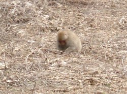 Kawaji21.JPG